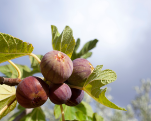 under-fig-tree-community